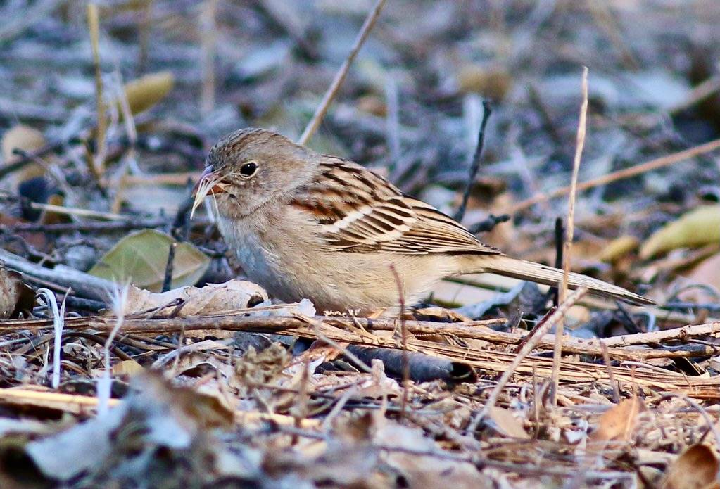 Field Sparrow by tombenson76 is licensed under CC BY-NC-ND 2.0.